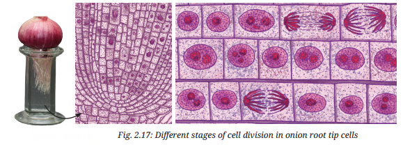 Cell The Building Block of Life Diagram 12