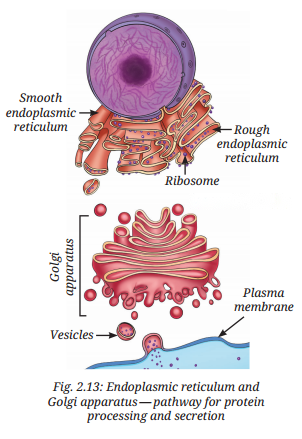 Cell The Building Block of Life Diagram 4