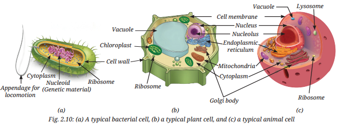 Cell The Building Block of Life Diagram 5