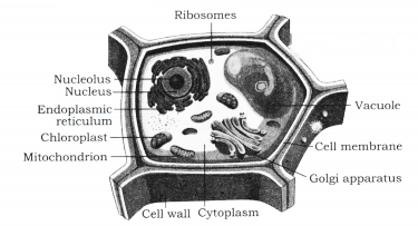 Cell The Building Block of Life Diagram 6