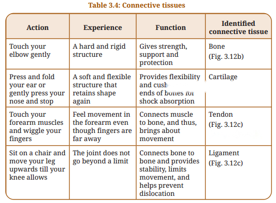 Tissues in Action Diagram 10