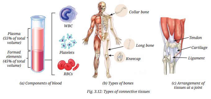 Tissues in Action Diagram 11