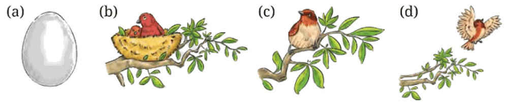 NCERT Solution: What a Bird Thought