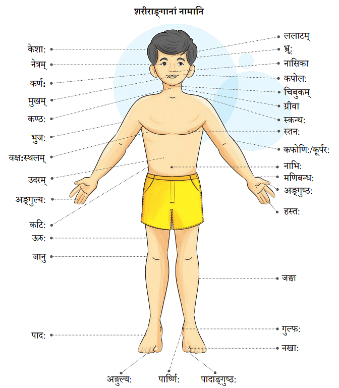 NCERT Solutions: माधवस्य प्रियम् अङ्गम्