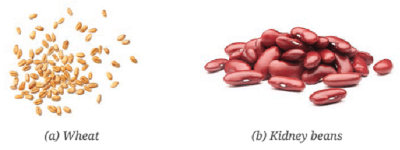 NCERT Solutions: Diversity in the Living World