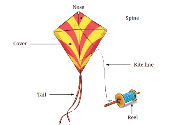 NCERT Solutions: The Kites